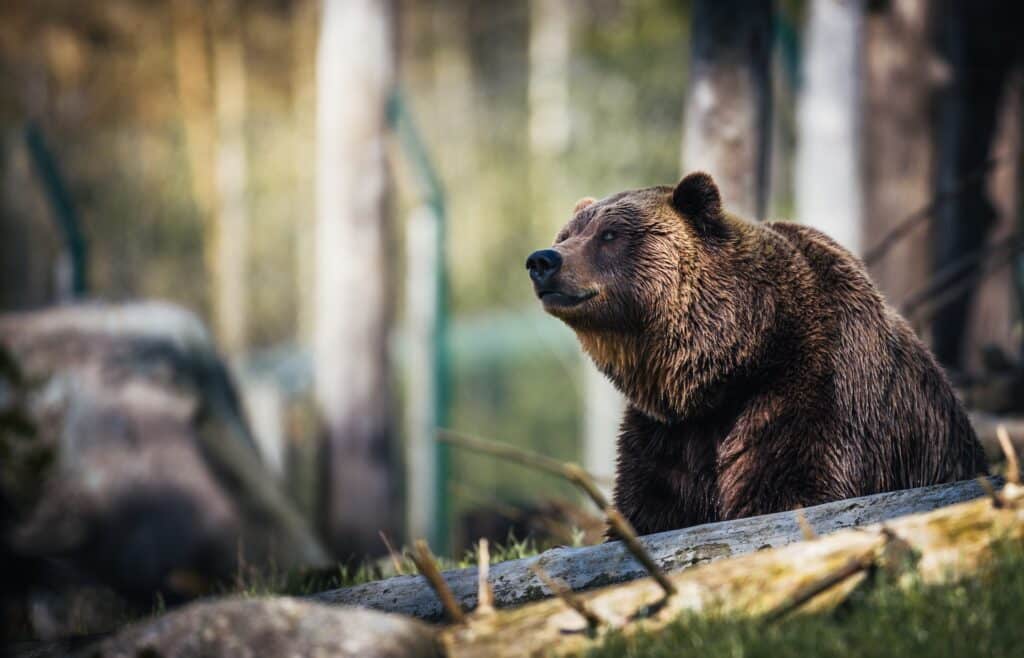 Cruising to Alaska with kids Grizzly Bears