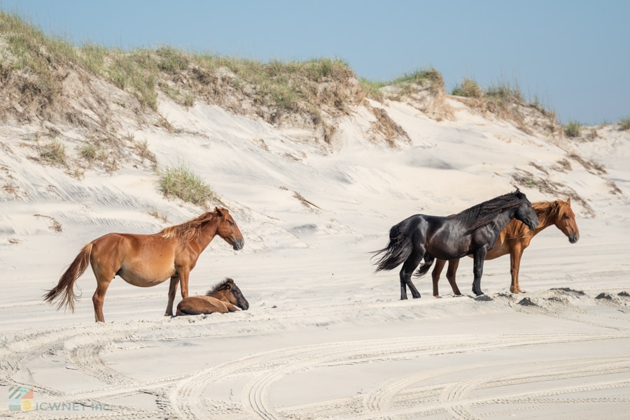 Family Road Trip Ideas - Wild Horses on the Outer Banks in NC.